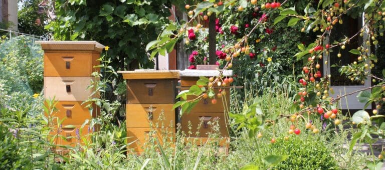 Bienen im Garten als Grund für Nachbarschaftsstreit