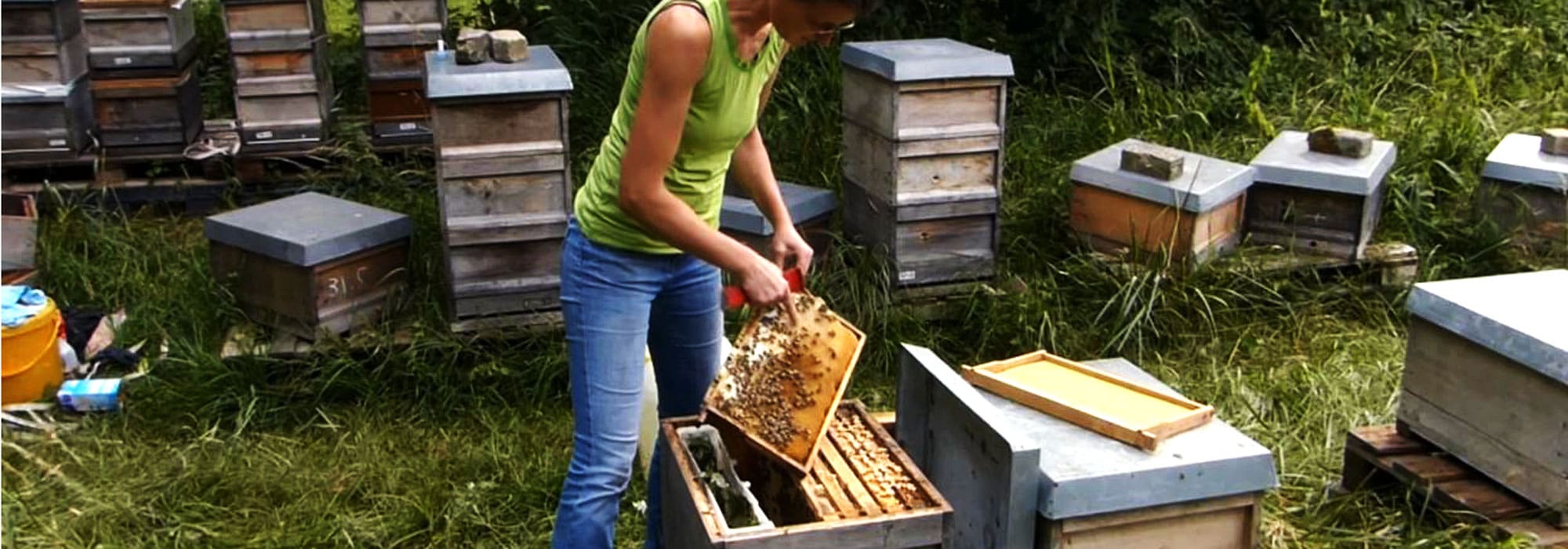 Ablegerpflege nach 6 und 9 Wochen | Deutsches Bienen-Journal