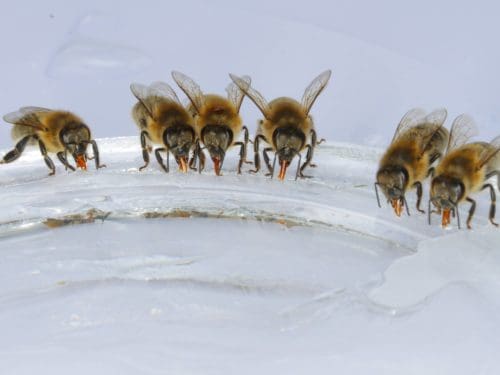 Bienen füttern nach der Honigernte
