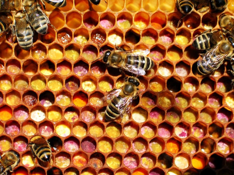 Bienenbrot (Perga) | Deutsches Bienen-Journal