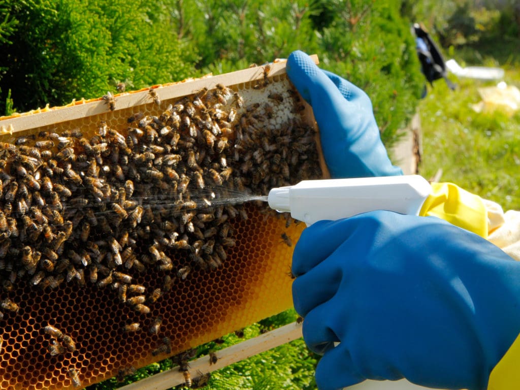 Video: Varroabehandlung im Jahresverlauf  Deutsches Bienen-Journal