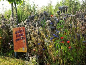 Stauden Und Straucher Fur Bienen Heimische Gewachse Deutsches Bienen Journal