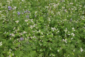 Bienenweide im Juli: Buchweizen