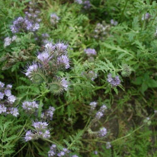 Bienenweide im September: Büschelschön