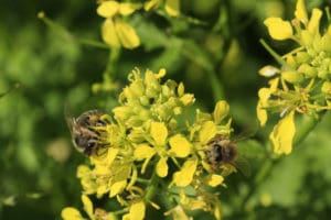 Bienenweide im August: Weißer Senf