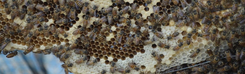 Apis cerana - einheimische Bienen in Nepal