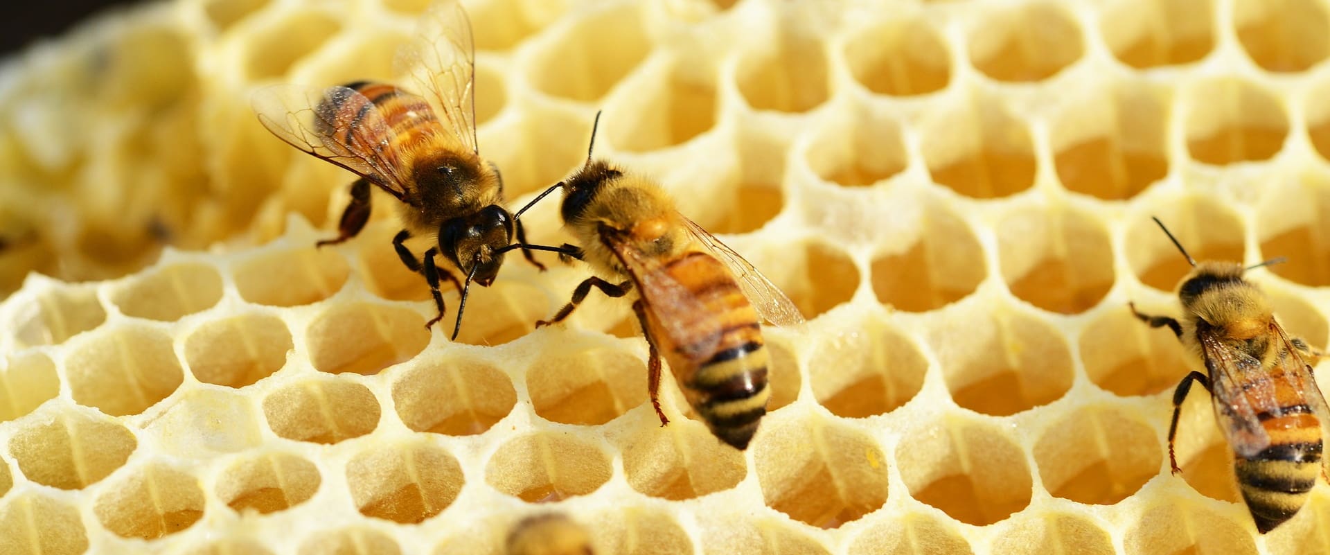 Ist Honig Gesund Fragen Und Antworten Deutsches Bienen Journal