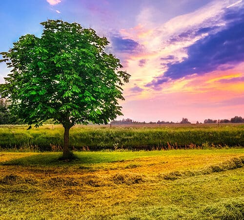 Kastanienbaum auf einem Feld