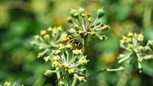 Wespe an den Blüten des Efeu