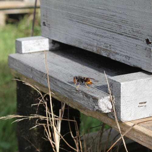 Vespa velutina am Bienenstand