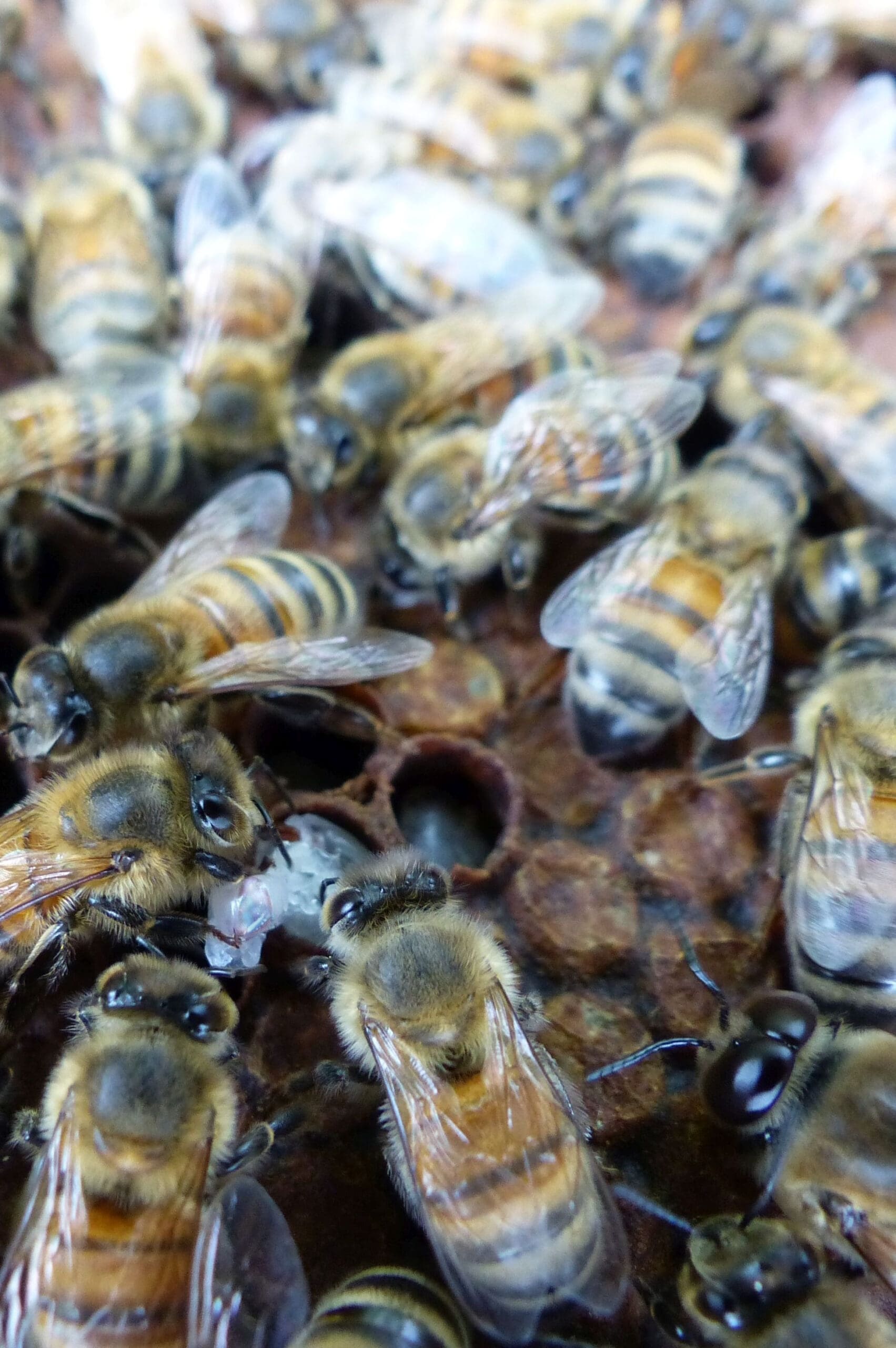 Resistente Bienen beim Ausräumen befallener Brut