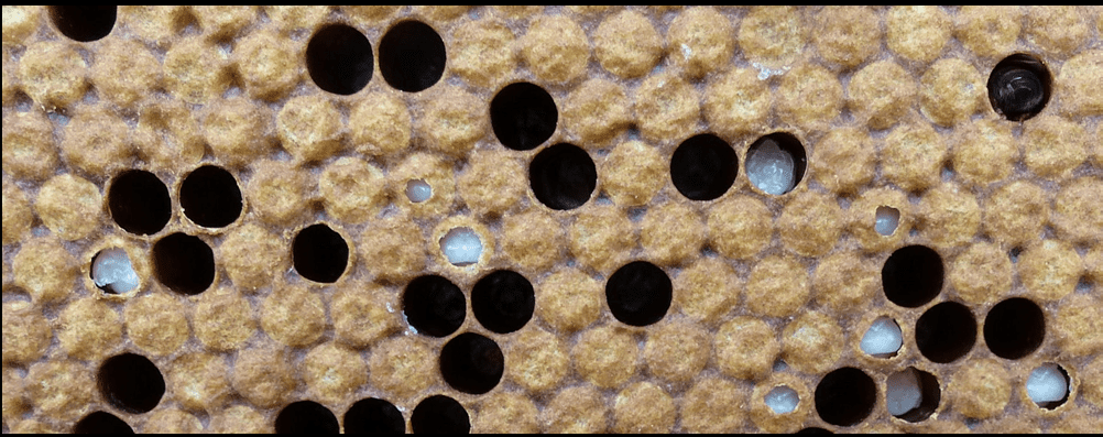 Sehr bald nach dem Beginn der Varroavermehrung beginnen die resistenten Völker mit dem Öffnen und Ausräumen der befallenen Brut. Diese Brut ist augenscheinlich gesund! Achten Sie besonders auf das Alter: Die Augen sind weiß, es ist ein sehr frühes Puppenstadium. Die VSH-Bienen öffnen und entfernen die Brut bei Beginn der Varroavermehrung. VSH ist aber nur ein Teil des Resistenzverhaltens.