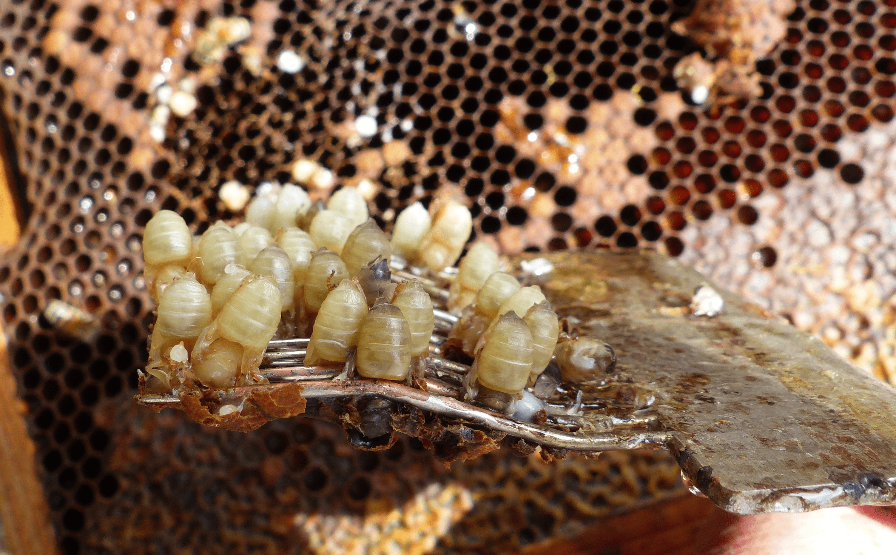 Bei resistenten Völkern findet man nach dem Einstellen der Drohnenbrutpflege oft Milben unter dem Gitterboden. Oft auch auf den Bienen. Entscheidend ist aber der Befall der schlüpfreifen Arbeiterinnenbrut. Bei verdächtigen Völkern führen wir einen Schnelltest durch.