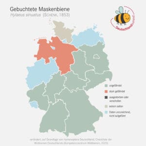 Verbreitungskarte der Gebuchteten Maskenbiene