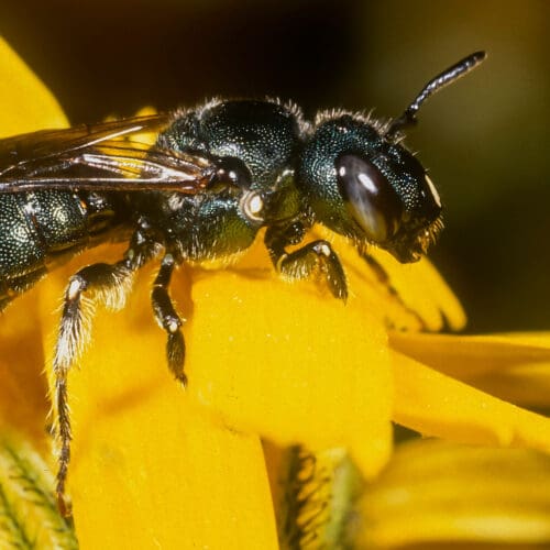 Die Metallische Keulhornbiene ist die Wildbiene des Monats Juli 2024.