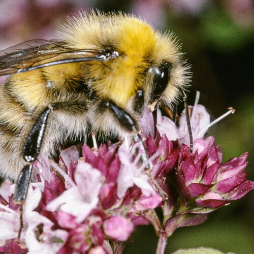 Helle Erdhummel