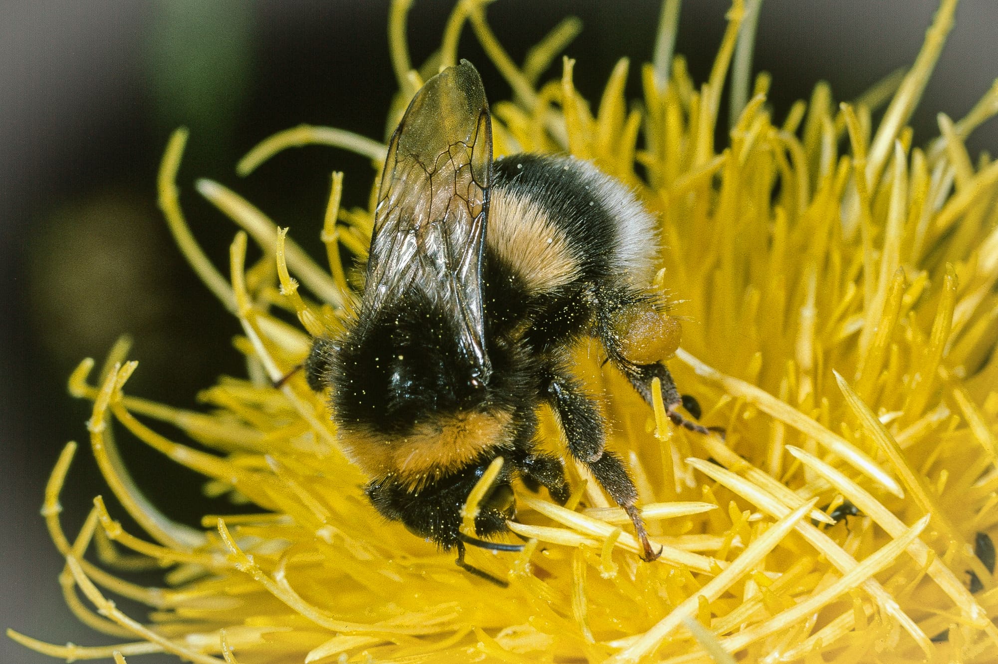 Helle Erdhummel