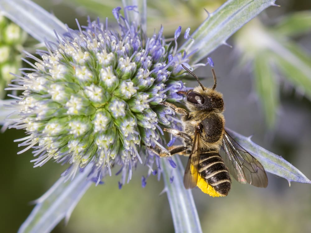 Die Filzzahn-Blattschneiderbiene ist die Wildbiene des Monats Dezember 2024. 