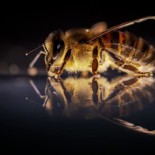 Licht stört Schlaf der Bienen