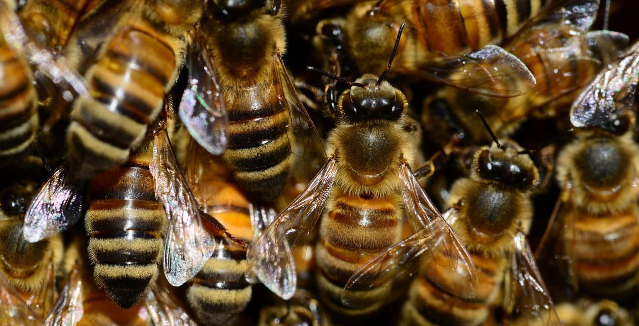 Erste Prognose zu den Winterverlusten Deutsches BienenJournal