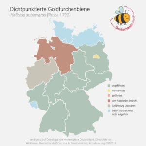 So verbreitet ist die Dichtpunktierte Goldfurchenbiene noch in Deutschland.